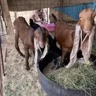 تيسين للبيع