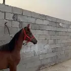 مهره واهو