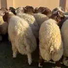 جذع ناهي فاخر فاخر فل الفل