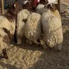 ذبيحه نعيمي بلدي حري تيوس تمارا