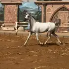 فرس واهو مصريه سليمه شرط