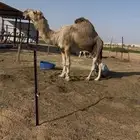 فحل اشقح طيبه هالزمان رباع