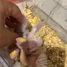 فروخ للبيع كروان وكنيور تم البيع