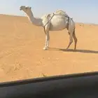 لقحات علا جميع الشروط