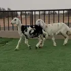 رخال نجد للبيع