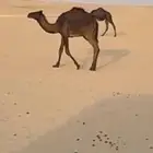 قعود مجهم