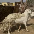 للبيع طليان فحول صنف مشروطه شرط