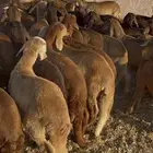 سواكن حمري جمله وتفريد