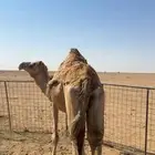 ذلول