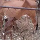 بقره منتوجه موصفاته عند راعيه