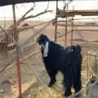 تبس عارض كفو ثني