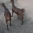 عناق العدد2