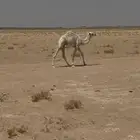 حاشي لباني
