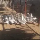 وز هجين عراقي مع بلدي