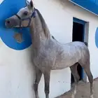 حصان