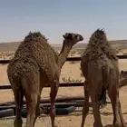 قعود والثاني ارباع