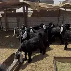تيوس مخصية وجفار للبيع