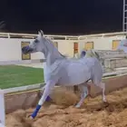 فرس واهو لقاح على بطل