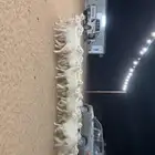 رخال مراح واحد صنف