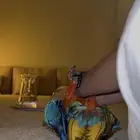 ببغاء هارلي كوين