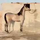 مهره شعبيه كفو