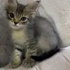 قطط للتبني