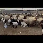 غنم نعيم مطافيل