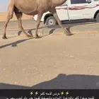 لقحه صفرا كفو