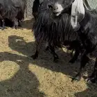 للبيع معزاء مواليد