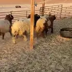 بهم جذعان نعيم