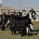 متابيع عوارض خصم