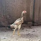 دجاجه شامو يباني