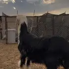 رخل نجديه صنف تم البيع