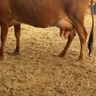 بقره بلدي