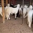 تيوس وحفار للبيع سواكن