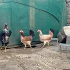 دجاج عربي