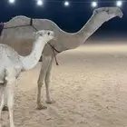 عشرا بكر السن رباع