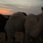 4 قعدان اعمارها حول 6 شهور كفو ضهورها الموقع مغيرا القديمه