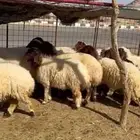 غنم نعيم مقنوي