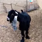 تيس عارضي فحل معرف
