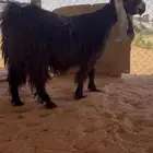عنزا عارضيه خصم