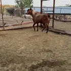 تيس فحل مشروط صحه واضراب