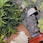 احواض السمك مع اغراضها كلها و الزينه حقتها