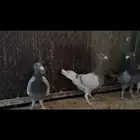 طبات جاهزات هومر مستويات طيبه