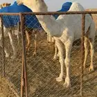 قعود رماني مستقبل فحل