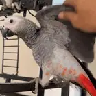 فرخ كاسكو طفره سوبر جامبو