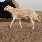 فحل حري