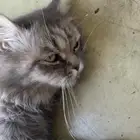 قطه للتبني