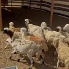 للبيع رخال رفيديات بلدي 18الصحة شرط