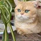 بريتش قولد ل التزاوج